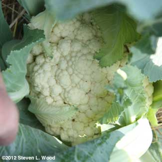 Cauliflower