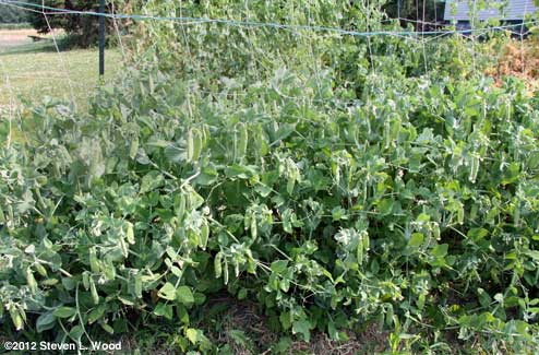 Peas on vine