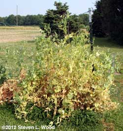 dying peas