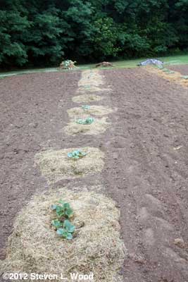 Melon row