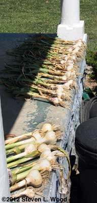 Curing garlic