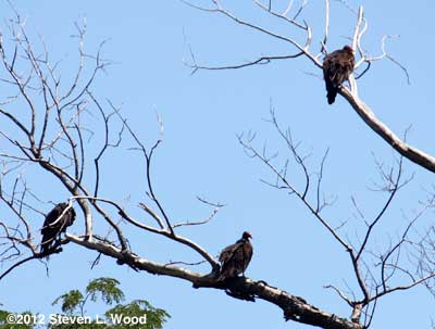 Turkey vultures