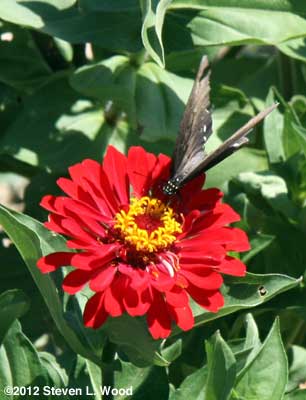 Butterfly on zinnia