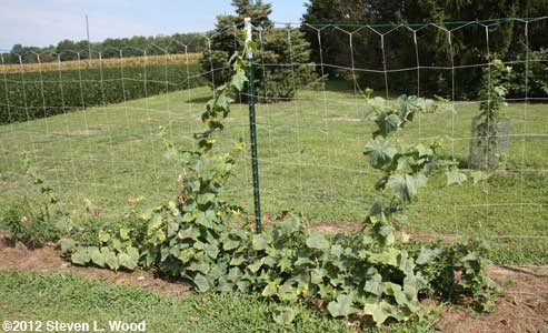 Cukes in August