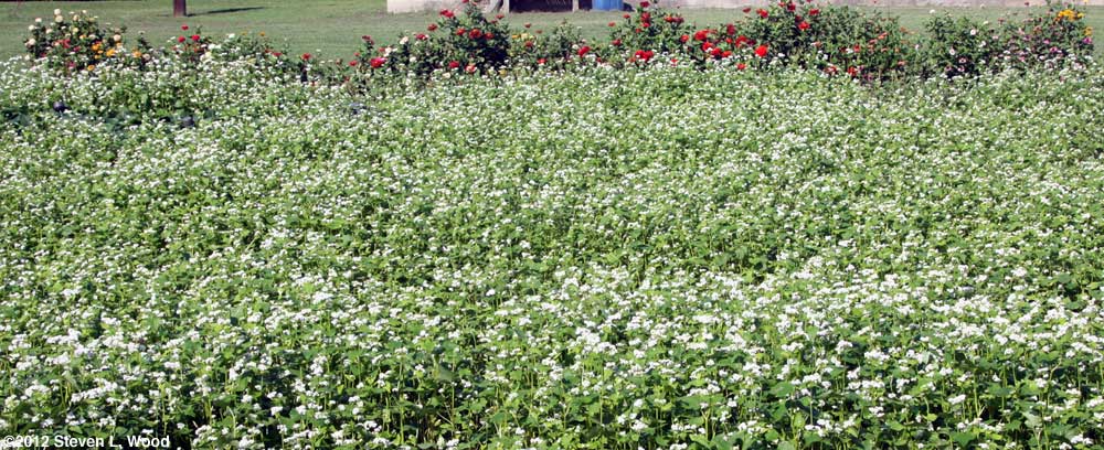 Buckwheat