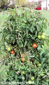 Quinte tomato plant