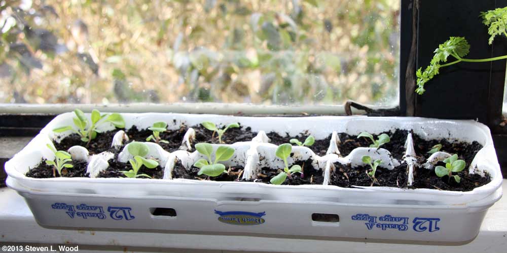 Egg Carton Petunias on Windowsill