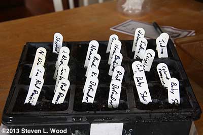 Planted half flat of lettuce