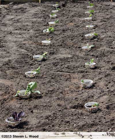 Brassicas transplanted