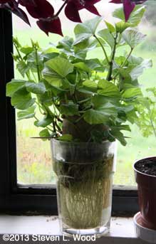 Sweet potato plant in glass