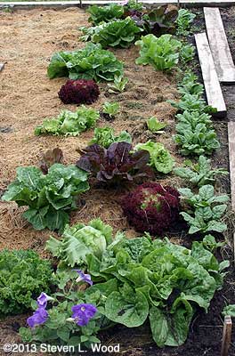 Lettuce patch