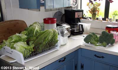 Lettuce & Broccoli