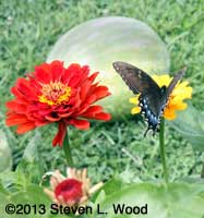 Butterfly on zinnia