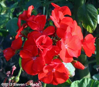 Maverick Red geranium bloom