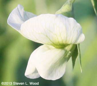 Bug on pea blossom