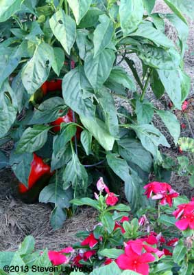 Ace pepper plant