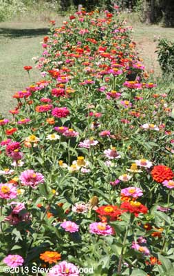 Long row of zinnias