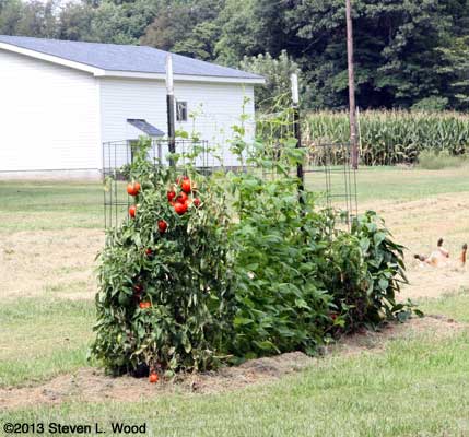 Earlirouge and pole beans