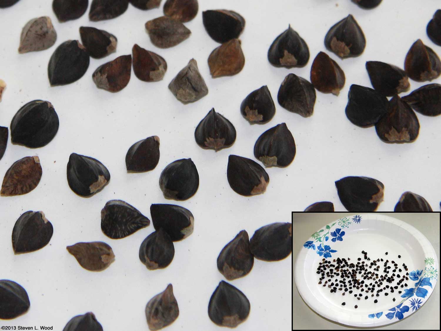 Senior Gardening Growing a Buckwheat Smother/Cover Crop