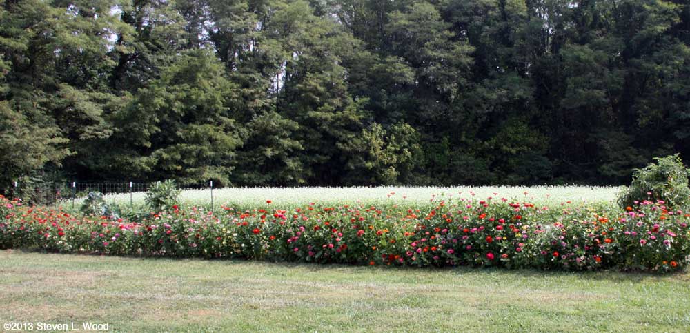 Zinnias and buckwheat