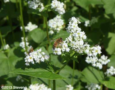 Honeybee on buckwheat