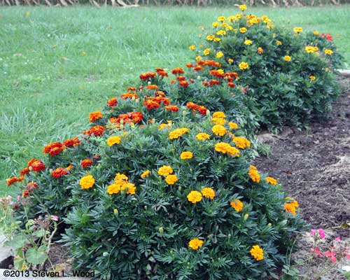 Marigolds