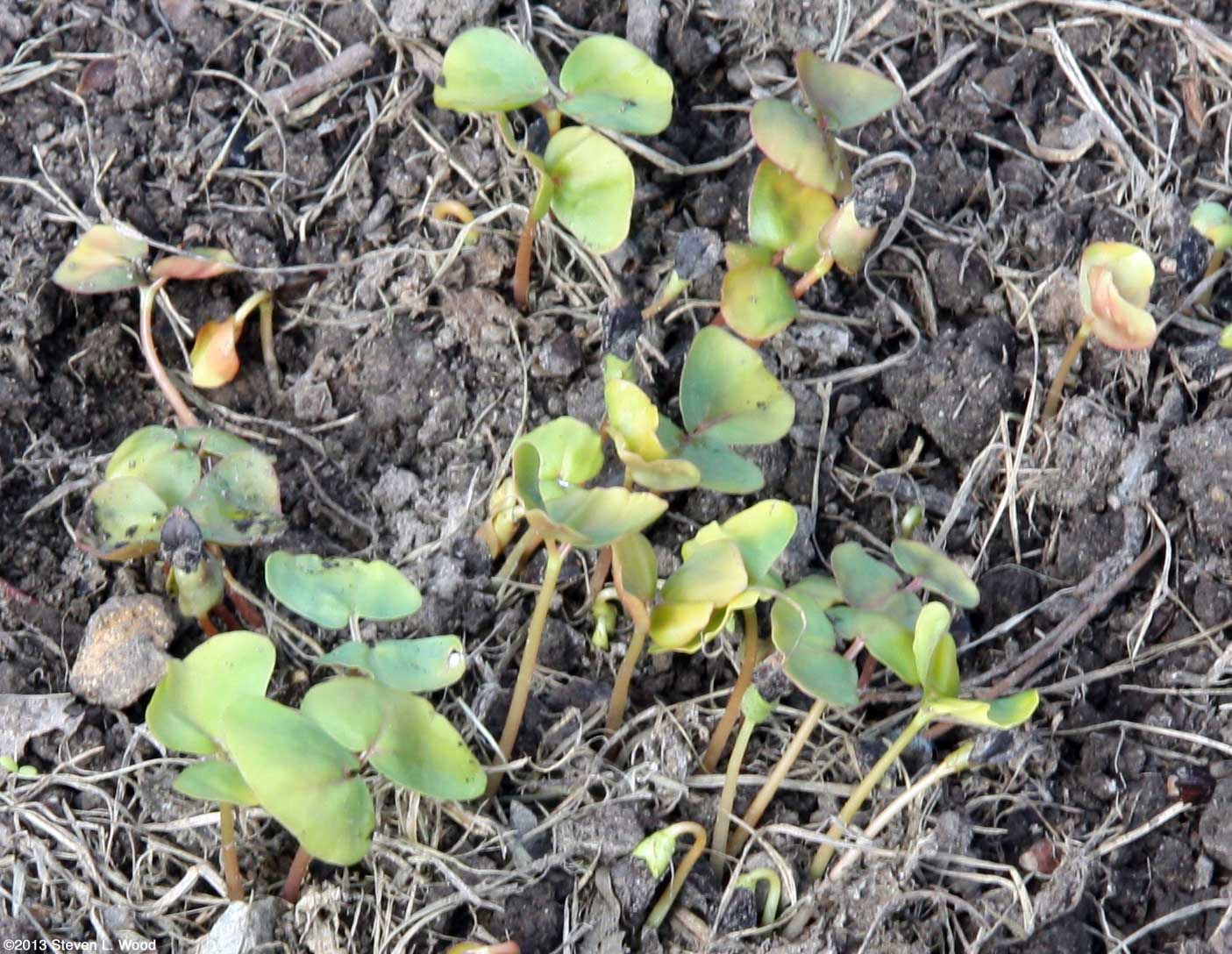 Senior Gardening Growing a Buckwheat Smother/Cover Crop