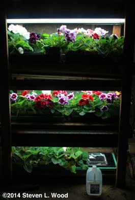 Gloxinias on plant rack