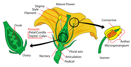 Flower diagram