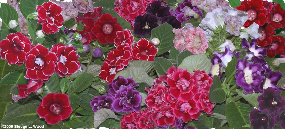Gloxinia composite 2