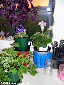plants on kitchen counter