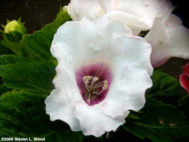 another white w/ red throat