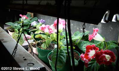 side view plant rack