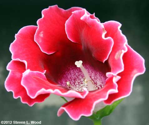 Red Double Brocade Gloxinia