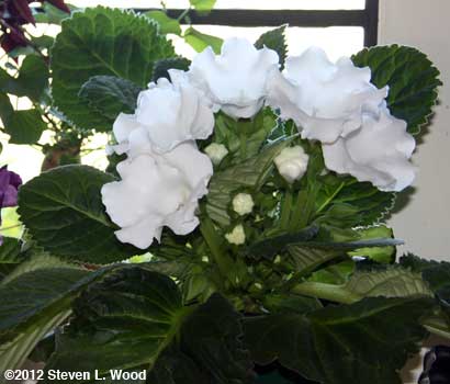 White superstar Empress