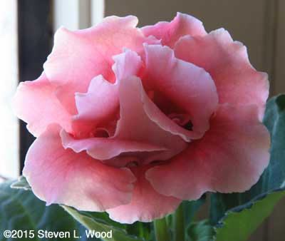 A lovely, pale pink, Double Brocade Bloom