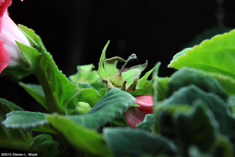 Gloxinia bud mutring seed