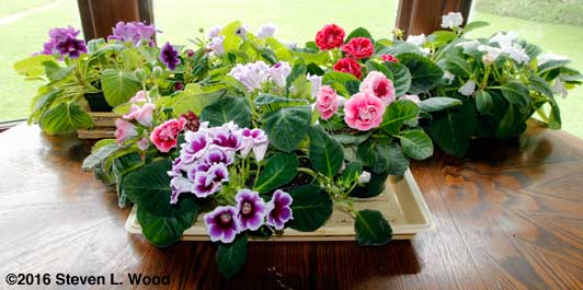 Gloxinias on dining room table