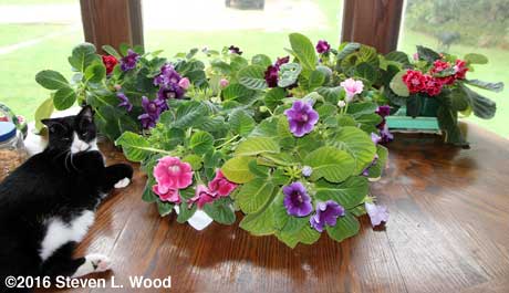 Cat shares dining room table with gloxinias