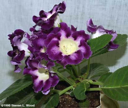 Purple & white Empress