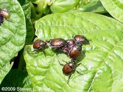 Japanese Beetles on green beans