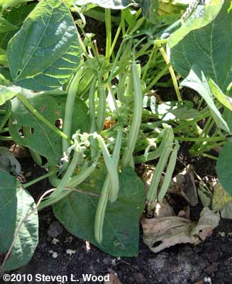 Green beans ready for harvest