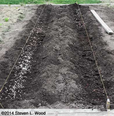 Wide rows of beans