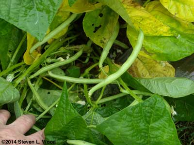Early green beans