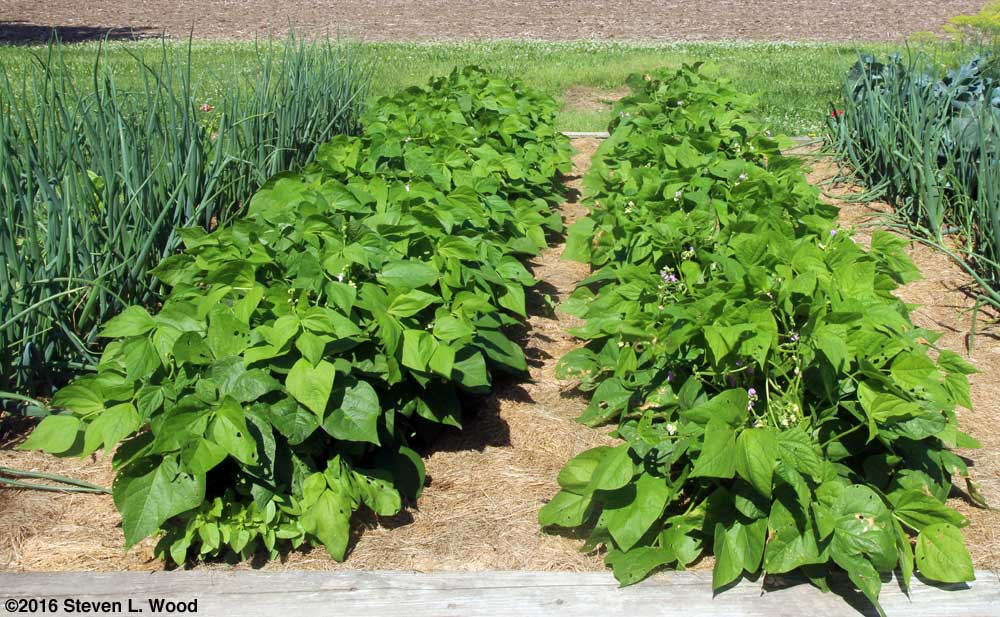 Rows of green beans