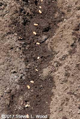 Single row of bean seed