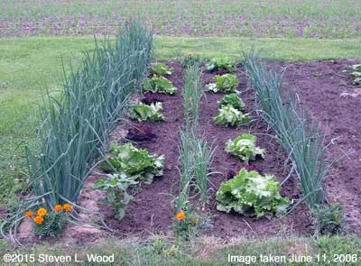 Softbed of onions and lettuce