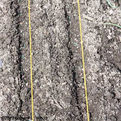 Carrot and radish seed