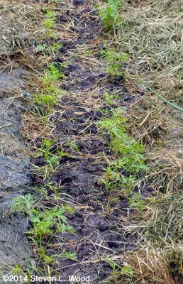 Carrots mulched