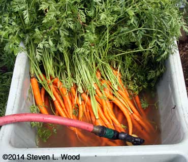 Washing carrots